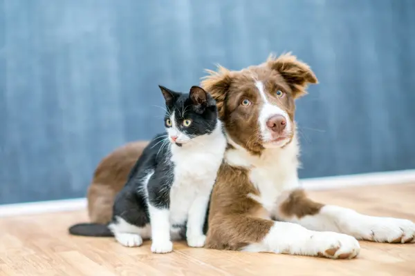 Clínica Veterinária - Banho e Tosa - São Paulo